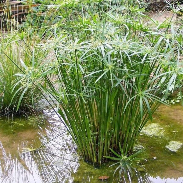 Vízipálma (Cyperus alternifolius) - Image 2