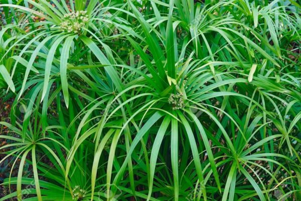 Vízipálma (Cyperus alternifolius)