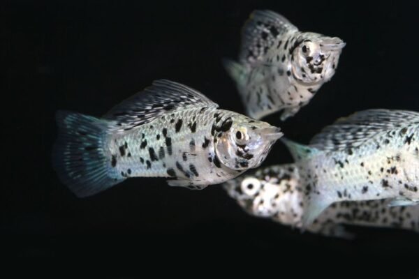 Dalmata molly (Poecilia sphenops)