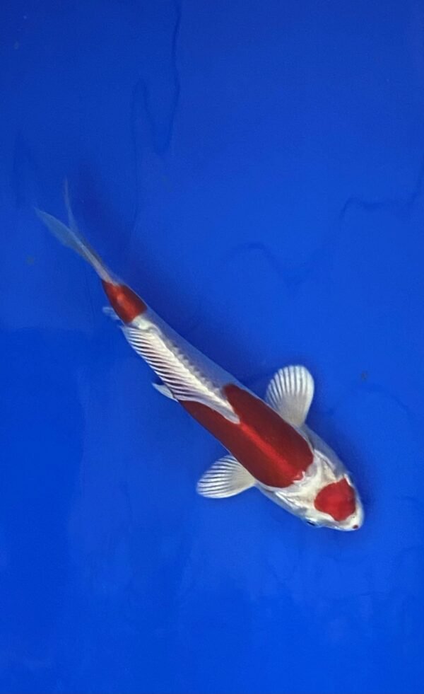 Marusaka Doitsu Kikusui 19-22 cm CERTIFICATED 01