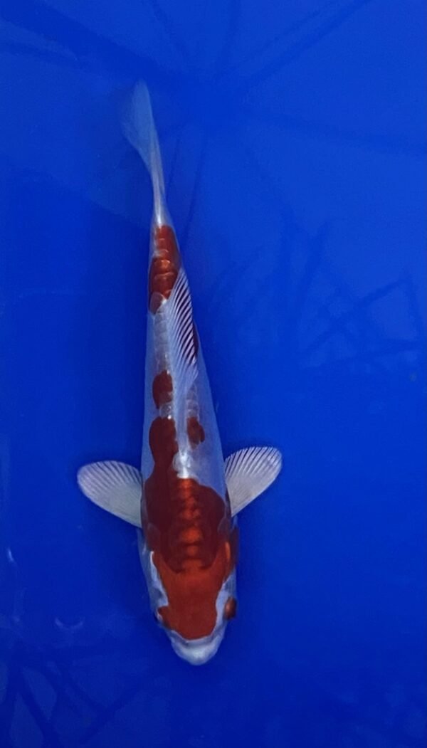 Marusaka Doitsu Kikusui 19-22 cm CERTIFICATED 03