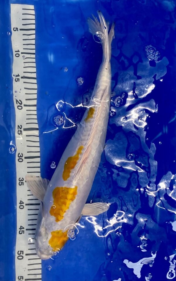 Koi - HP Doitsu Lemon Hariwake 50-55 cm