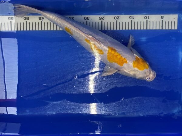 Koi - HP Doitsu Lemon Hariwake 50-55 cm - Image 2