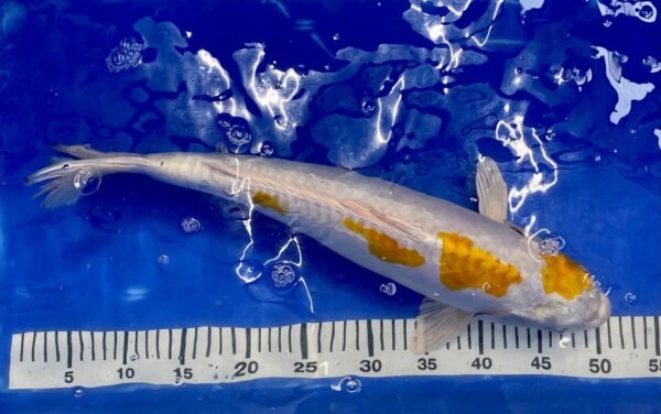 Koi - HP Doitsu Lemon Hariwake 50-55 cm - Image 3