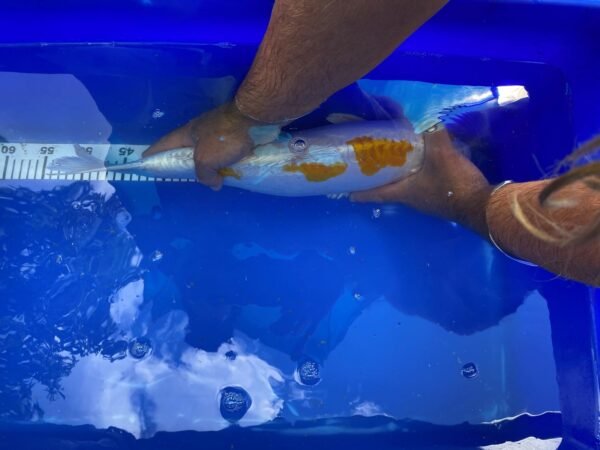 Koi - HP Doitsu Lemon Hariwake 50-55 cm - Image 4