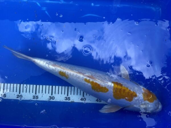 Koi - HP Doitsu Lemon Hariwake 50-55 cm - Image 5