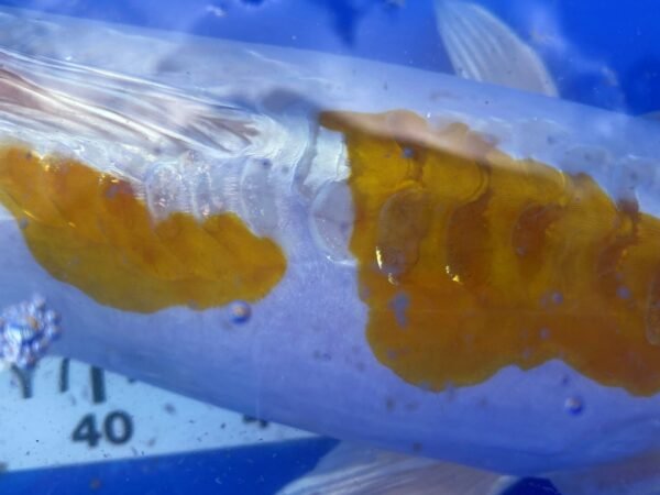 Koi - HP Doitsu Lemon Hariwake 50-55 cm - Image 6