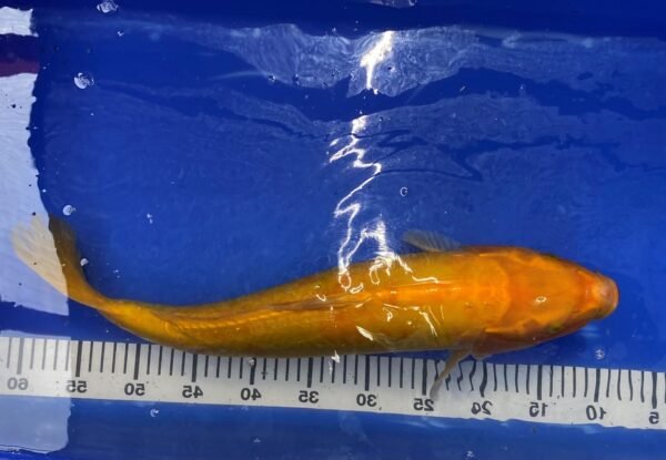 Koi - Handpick Koi 50-55 cm HP4 - Image 3