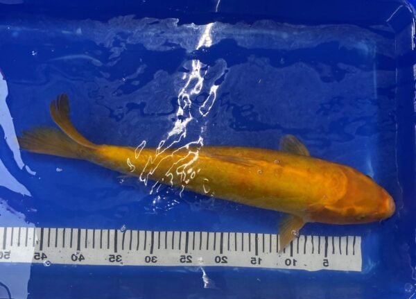 Koi - Handpick Koi 50-55 cm HP4 - Image 2