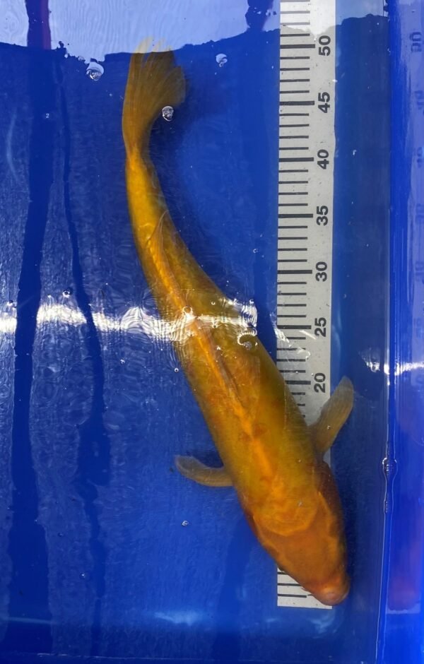Koi - Handpick Koi 50-55 cm HP4