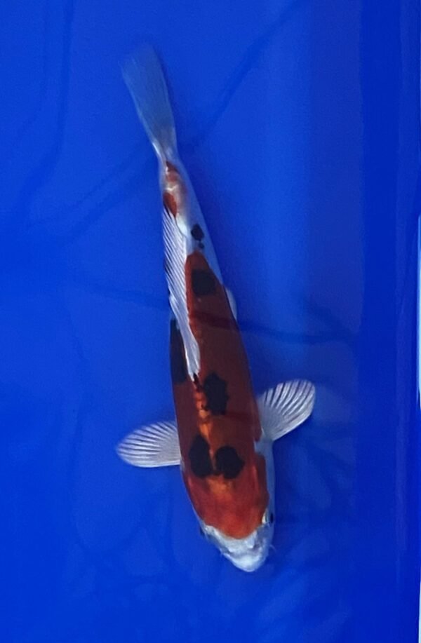 Marusaka Doitsu Yamato Nishiki 19-22 cm CERTIFICATED 45103