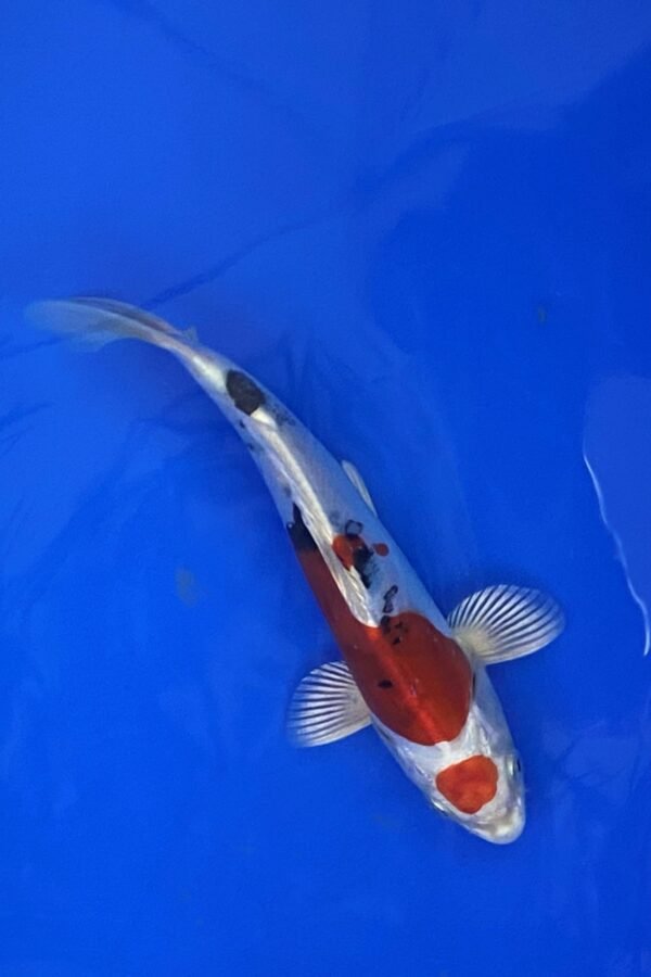 Marusaka Doitsu Yamato Nishiki 19-22 cm CERTIFICATED 04