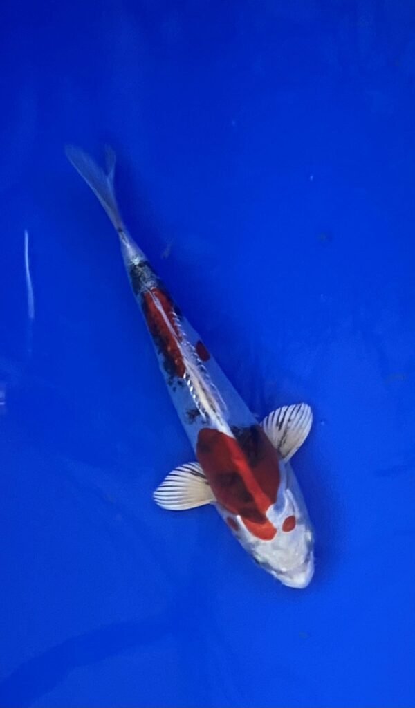 Marusaka Doitsu Yamato Nishiki 19-22 cm CERTIFICATED 05
