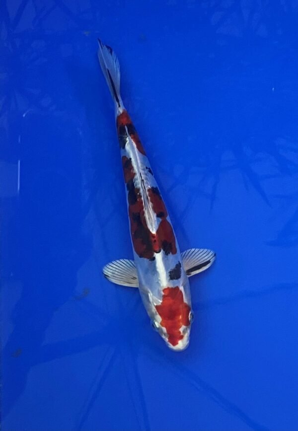 Marusaka Doitsu Yamato Nishiki 19-22 cm CERTIFICATED 06