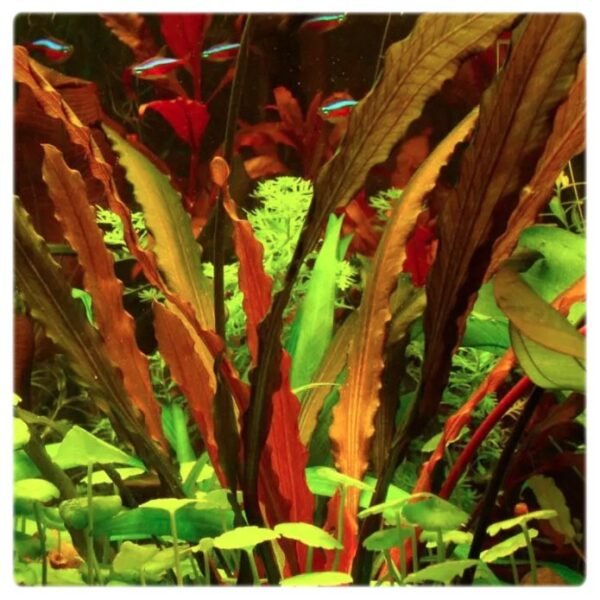 Echinodorus uruguayensis 'Janii'