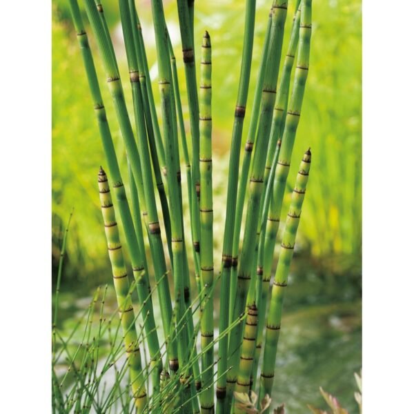 Óriás japán zsurló (Equisetum japonicum 'gigantea') - Image 2