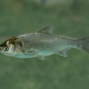 Fehér busa (Hypophthalmichthys molitrix) 20 cm
