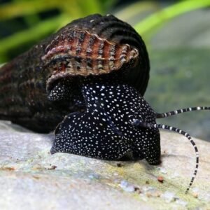 Fehérpettyes nyúlcsiga (Tylomelania patriarchalis)