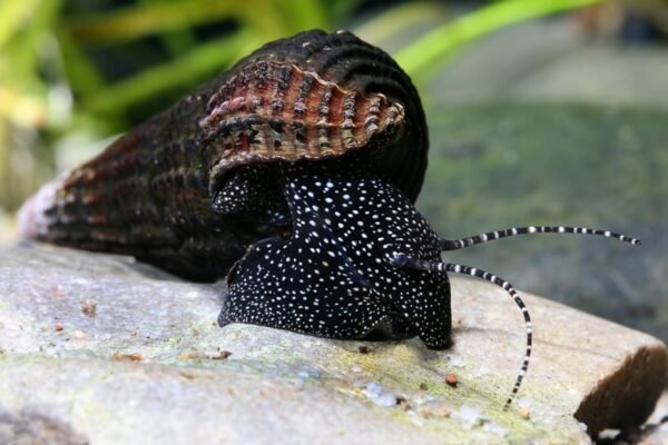 Fehérpettyes nyúlcsiga (Tylomelania patriarchalis)