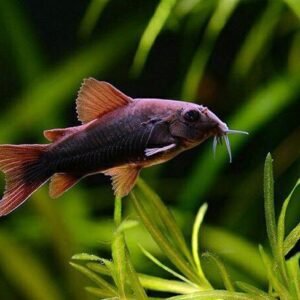 Fekete páncélosharcsa (Corydoras aeneus sp. "black Venezuela")