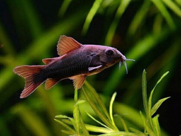 Fekete páncélosharcsa (Corydoras aeneus sp. "black Venezuela")