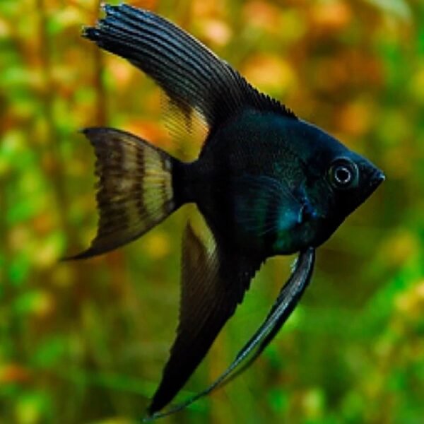 Fekete vitorláshal (Pterophyllum scalare)