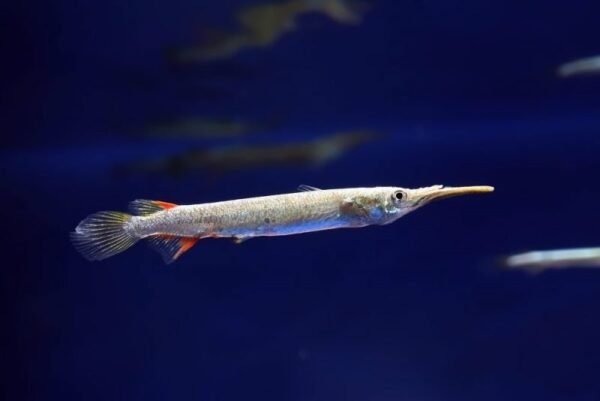 Félcsőrös csuka (Dermogenys pusillus)