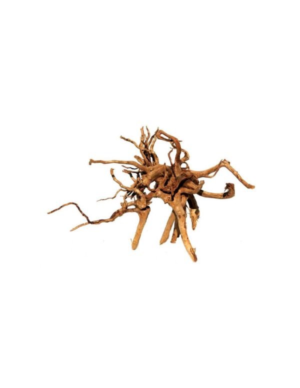 Finger wood fagyökér XXXL - Image 3
