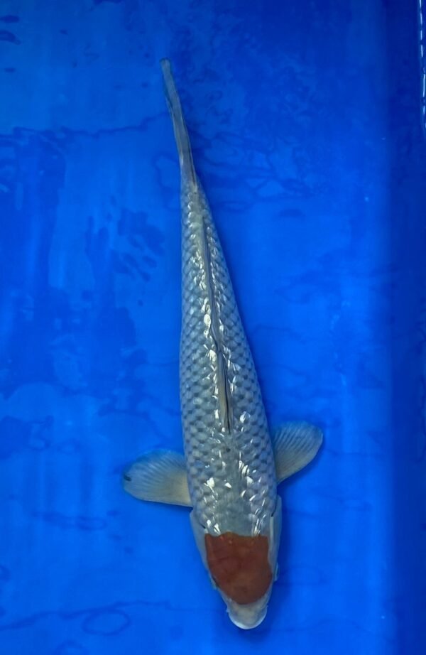 Fukasawa Ginrin Tancho Ochiba 30-35cm