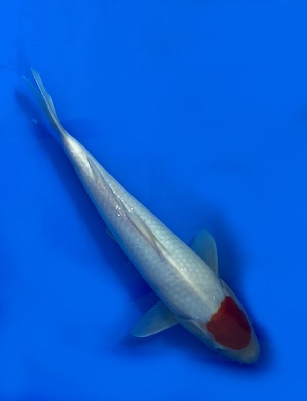 Fukasawa Tancho Kohaku 30-35cm F5