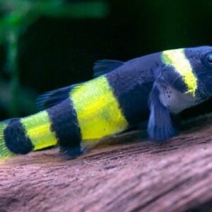 Darázsgéb (Brachygobius xanthozona)