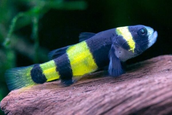 Darázsgéb (Brachygobius xanthozona)