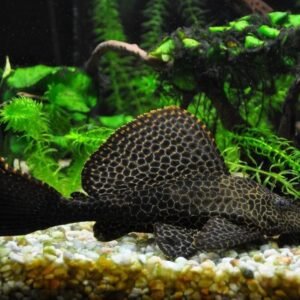 Vitorlás óriás algaevő (Pterygoplichthys gibbiceps)