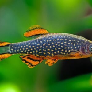 Galaxy razbóra (Danio margaritatus)