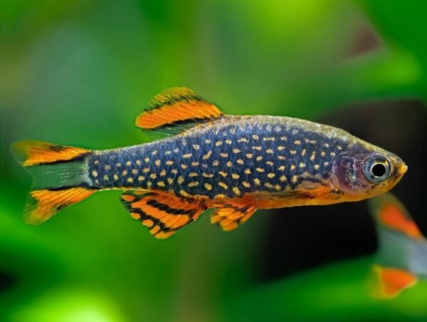 Galaxy razbóra (Danio margaritatus)