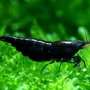 Fekete garnéla (Neocaridina heteropoda ’Black’)