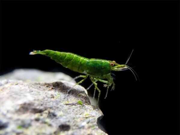Sakura garnéla Green Jade (Neocaridina heteropoda ’Green Jade’)