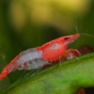 Red Rili garnéla (Neocaridina heteropoda ’Rili’)