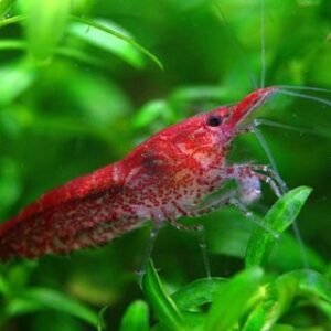 Red cherry garnéla (Neocaridina denticulata sinensis)