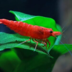 Sakura garnéla Red (Neocaridina heteropoda ’Sakura’)
