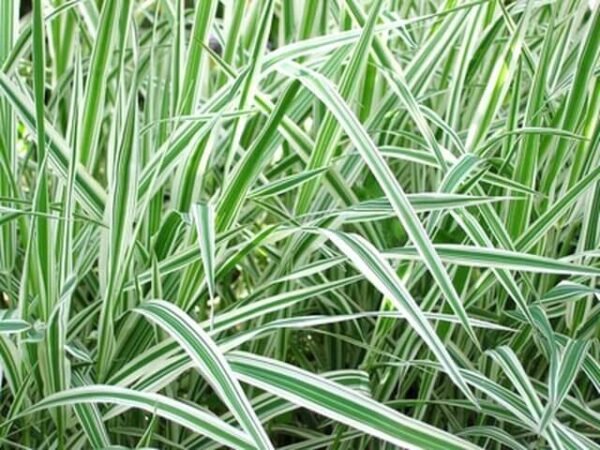 Glyceria maxima variegata (Tarkalevelű vízi harmatkása) - Image 2