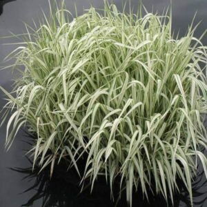 Glyceria maxima variegata (Tarkalevelű vízi harmatkása)