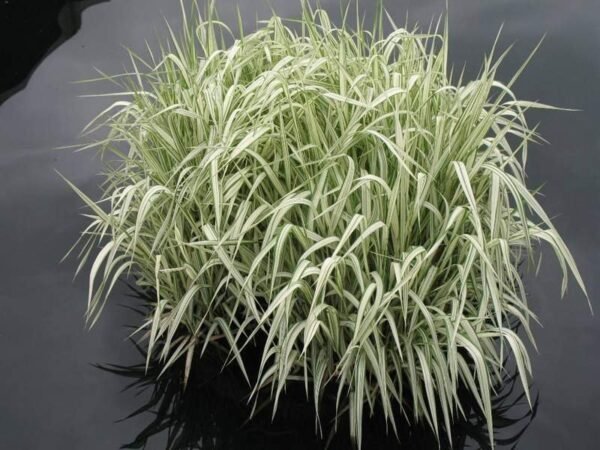 Glyceria maxima variegata (Tarkalevelű vízi harmatkása)