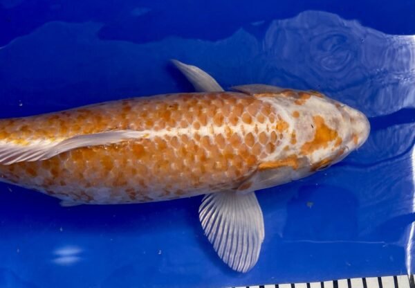 Koi - Handpick Koi 40-45 cm HP25 - Image 4