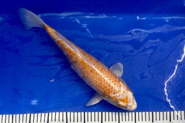 Koi - Handpick Koi 40-45 cm HP25 - Image 2