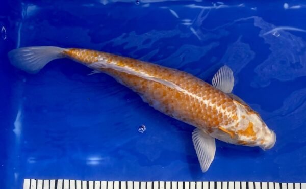 Koi - Handpick Koi 40-45 cm HP25 - Image 3