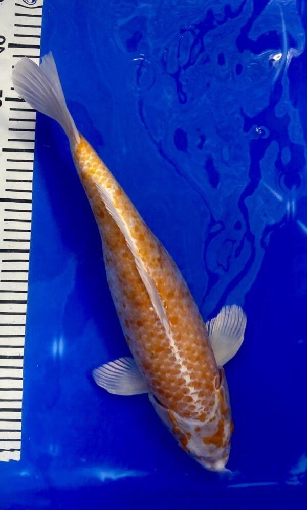 Koi - Handpick Koi 40-45 cm HP25