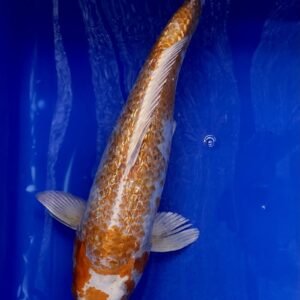 Koi - Standard Koi 40-45 cm 07