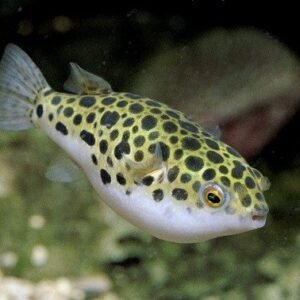 Zöld gömbhal (Tetraodon fluviatilis)