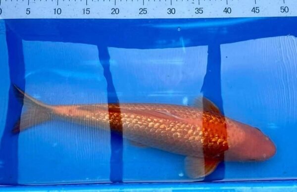 Yamasan Ginrin Benigoi 50-55cm (C1) - Japán import koi